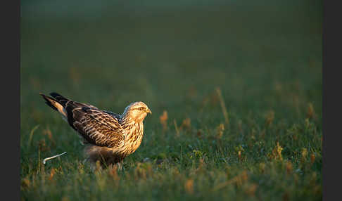 Rauhfußbussard (Buteo lagopus)