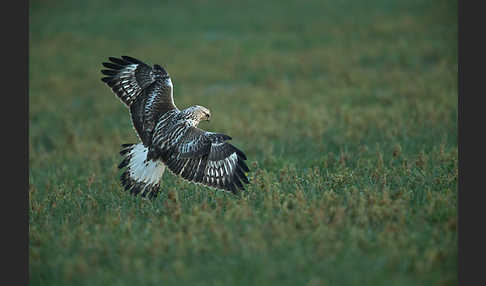 Rauhfußbussard (Buteo lagopus)