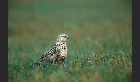 Rauhfußbussard (Buteo lagopus)