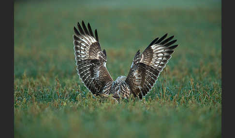 Rauhfußbussard (Buteo lagopus)