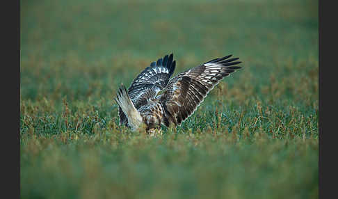 Rauhfußbussard (Buteo lagopus)