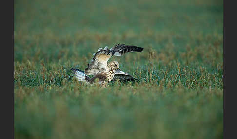 Rauhfußbussard (Buteo lagopus)