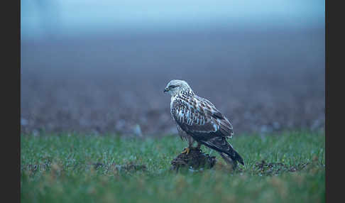 Rauhfußbussard (Buteo lagopus)