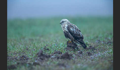 Rauhfußbussard (Buteo lagopus)