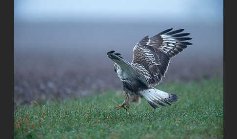 Rauhfußbussard (Buteo lagopus)