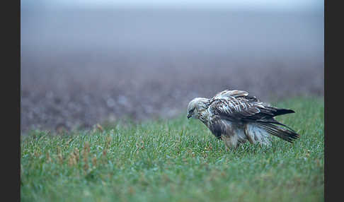 Rauhfußbussard (Buteo lagopus)