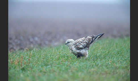 Rauhfußbussard (Buteo lagopus)