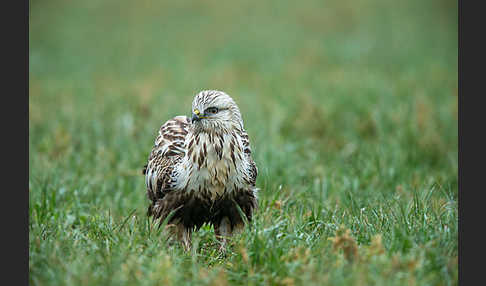 Rauhfußbussard (Buteo lagopus)