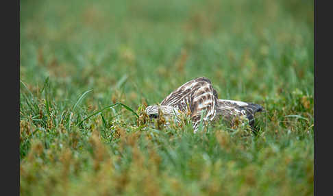 Rauhfußbussard (Buteo lagopus)