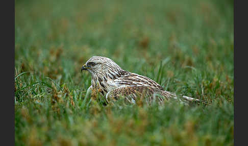 Rauhfußbussard (Buteo lagopus)