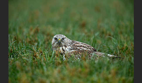 Rauhfußbussard (Buteo lagopus)