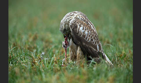 Rauhfußbussard (Buteo lagopus)