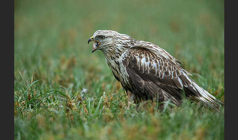 Rauhfußbussard (Buteo lagopus)