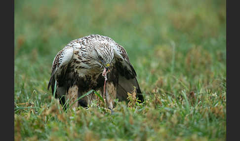 Rauhfußbussard (Buteo lagopus)