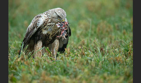 Rauhfußbussard (Buteo lagopus)