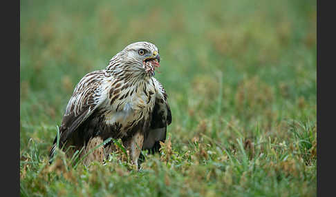 Rauhfußbussard (Buteo lagopus)