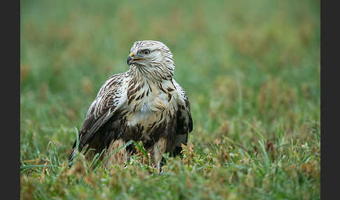 Rauhfußbussard (Buteo lagopus)