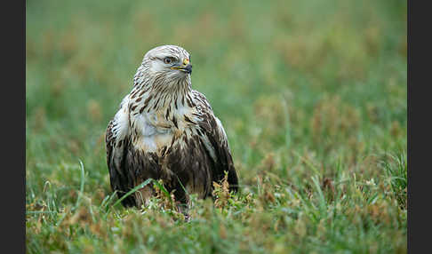 Rauhfußbussard (Buteo lagopus)