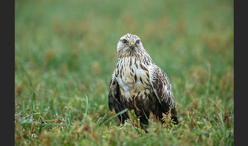 Rauhfußbussard (Buteo lagopus)