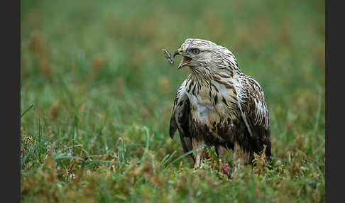 Rauhfußbussard (Buteo lagopus)