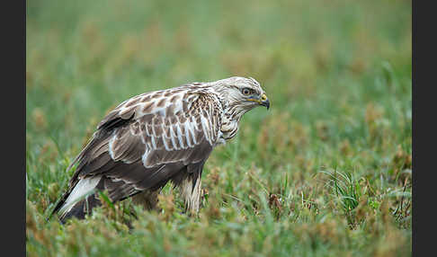 Rauhfußbussard (Buteo lagopus)