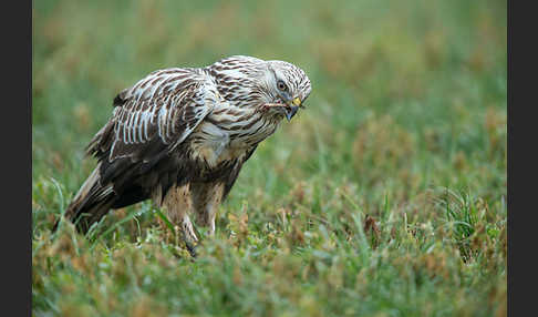 Rauhfußbussard (Buteo lagopus)