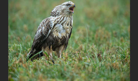 Rauhfußbussard (Buteo lagopus)