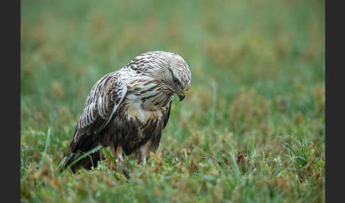 Rauhfußbussard (Buteo lagopus)