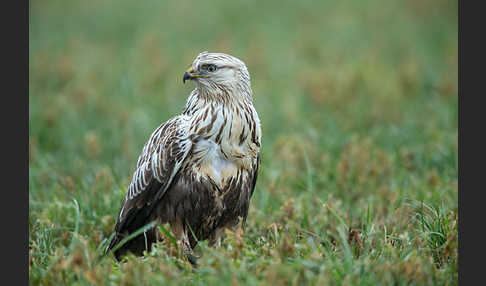 Rauhfußbussard (Buteo lagopus)