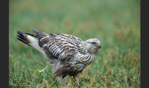 Rauhfußbussard (Buteo lagopus)