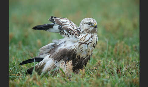 Rauhfußbussard (Buteo lagopus)