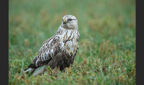 Rauhfußbussard (Buteo lagopus)