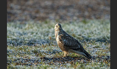 Rauhfußbussard (Buteo lagopus)