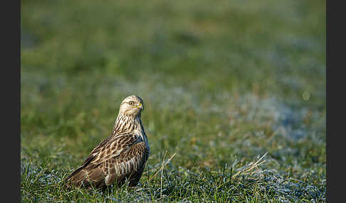 Rauhfußbussard (Buteo lagopus)