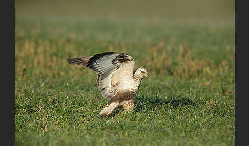 Rauhfußbussard (Buteo lagopus)