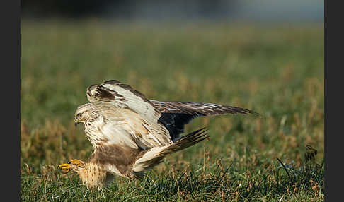 Rauhfußbussard (Buteo lagopus)