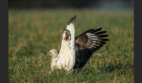 Rauhfußbussard (Buteo lagopus)