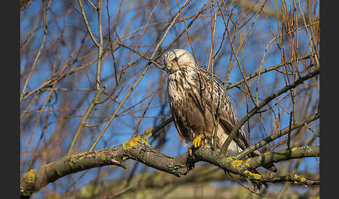 Rauhfußbussard (Buteo lagopus)