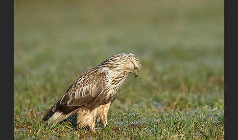 Rauhfußbussard (Buteo lagopus)