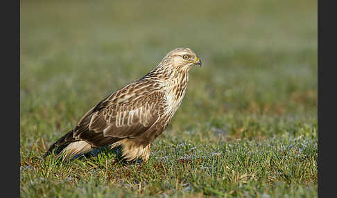 Rauhfußbussard (Buteo lagopus)