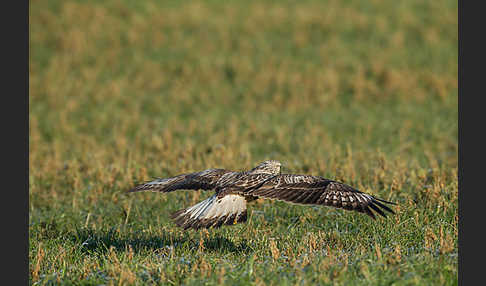 Rauhfußbussard (Buteo lagopus)