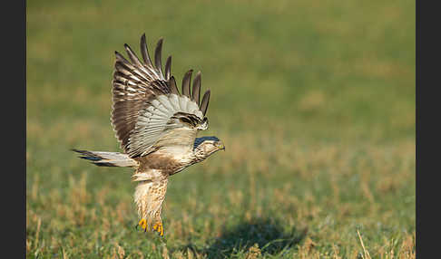 Rauhfußbussard (Buteo lagopus)