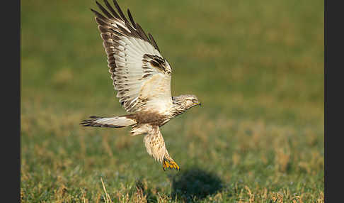 Rauhfußbussard (Buteo lagopus)