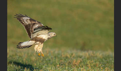 Rauhfußbussard (Buteo lagopus)