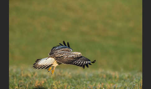 Rauhfußbussard (Buteo lagopus)