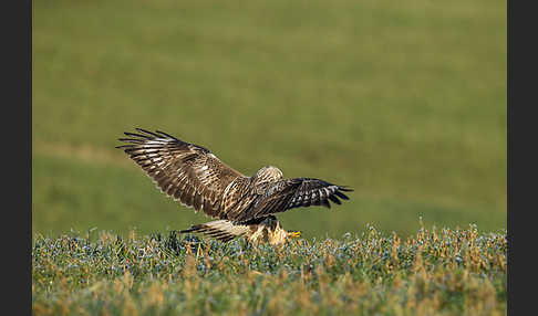 Rauhfußbussard (Buteo lagopus)