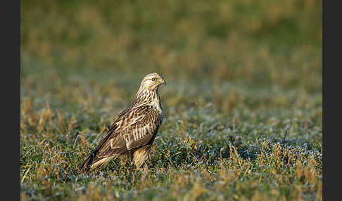 Rauhfußbussard (Buteo lagopus)