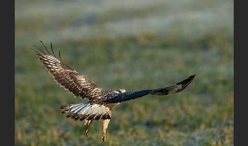 Rauhfußbussard (Buteo lagopus)