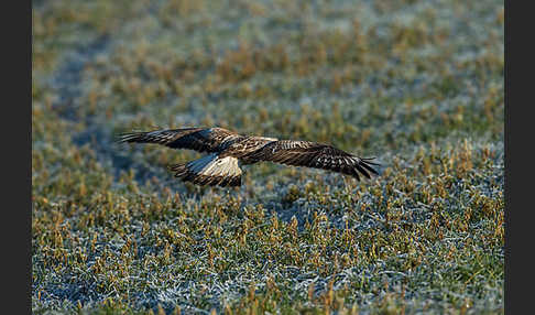 Rauhfußbussard (Buteo lagopus)