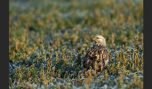 Rauhfußbussard (Buteo lagopus)